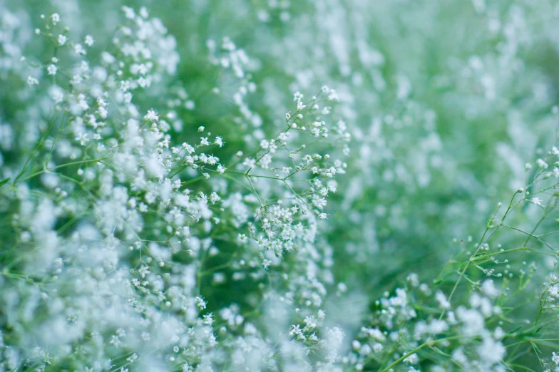 a close - up s of the flowers that are covering the grass