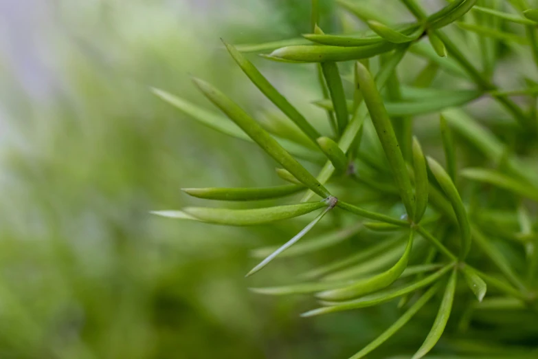 green nch with leaves with blurry background