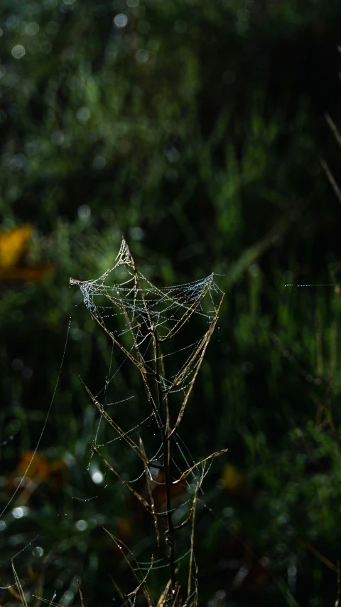 there is a spider web on the top of it