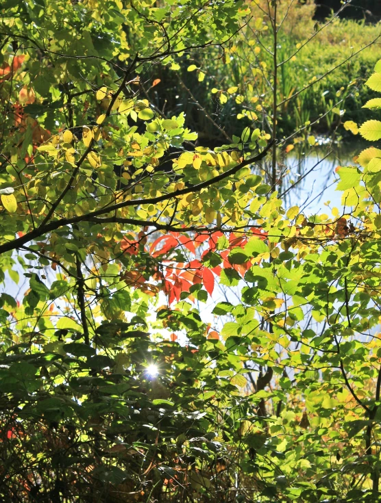 leaves are hanging off the nches of trees near a pond