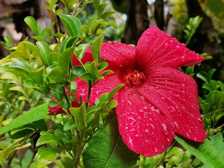 a red flower that is on top of some leaves