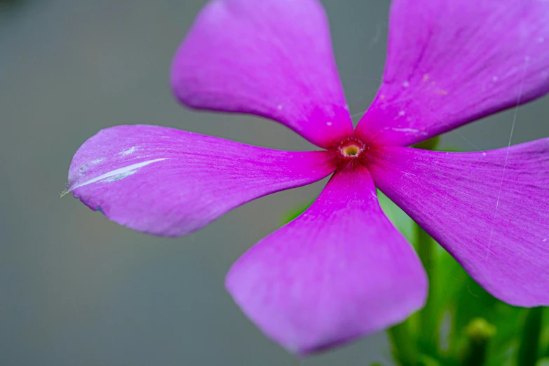 purple flower with red center in a green stem