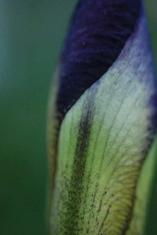 a close up of the inside of a purple and green flower