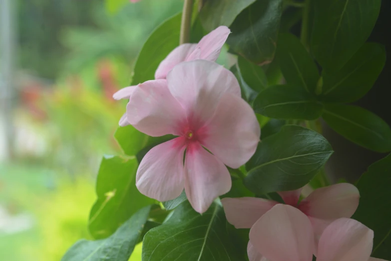 the pink flowers are blooming on a tree nch