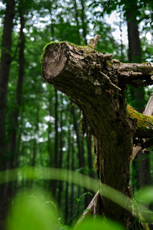 a large tree in the middle of a forest