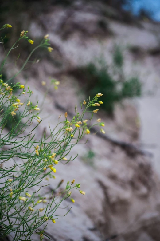 flowers blooming on the sand dunes and grassy area