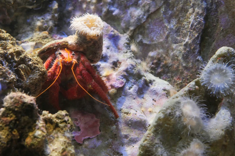 the crabfish has an ear and two fingers sticking out of it