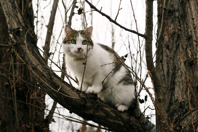 a cat perched on top of a tree nch