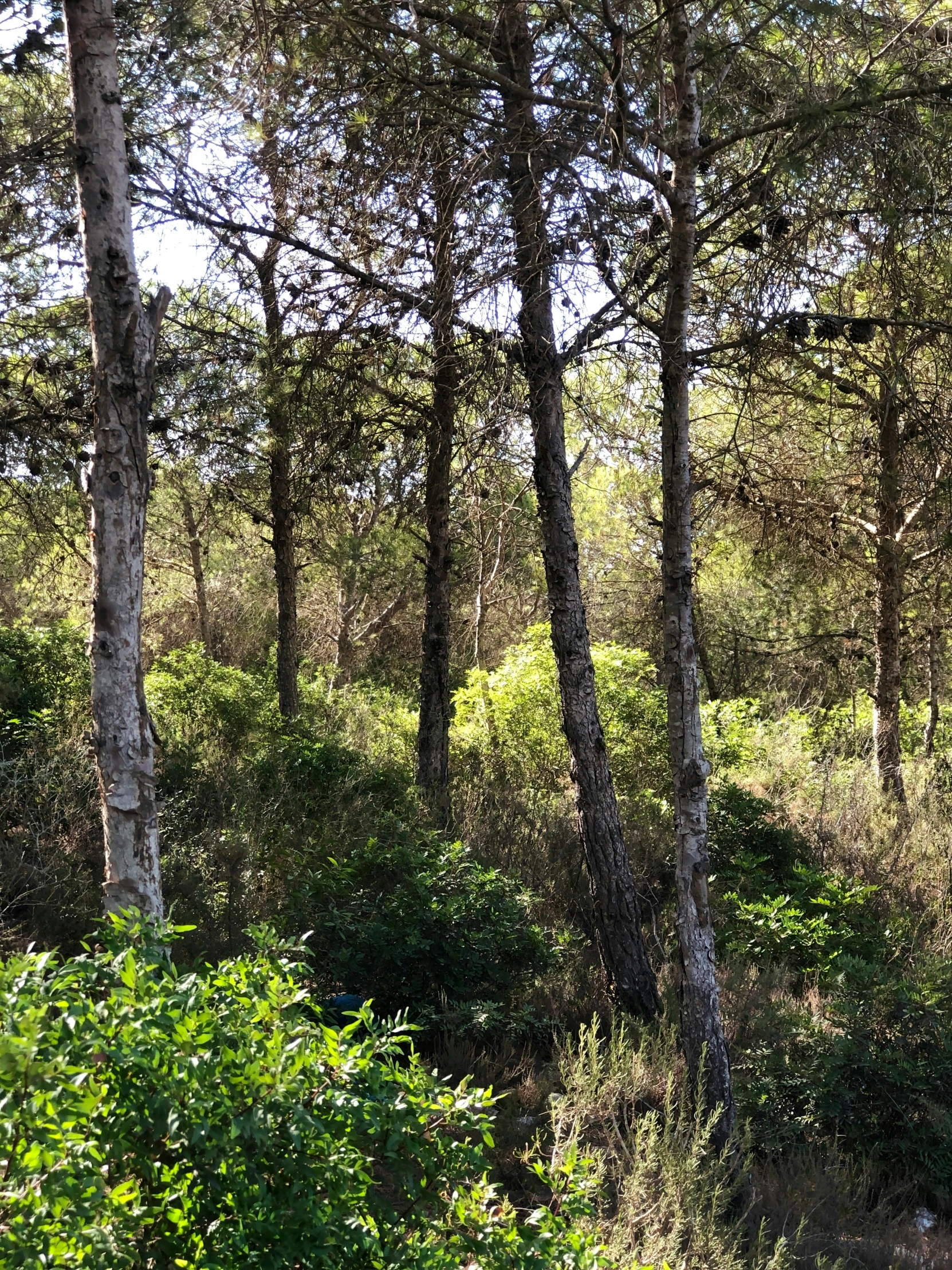 a group of trees that are in the woods