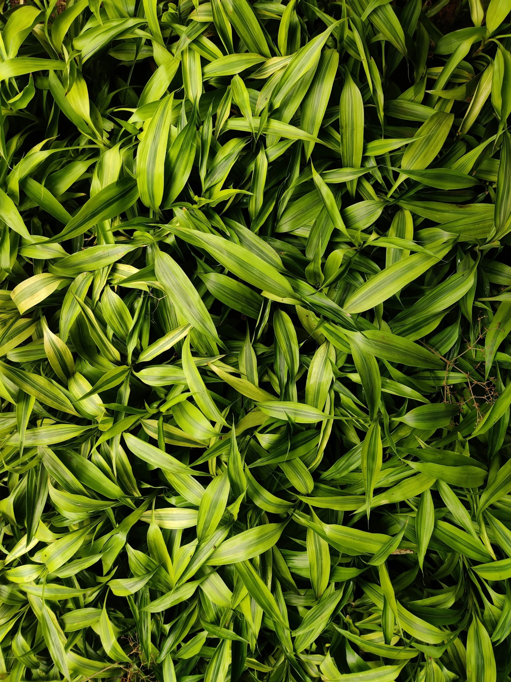 green leafy plants are shown from above