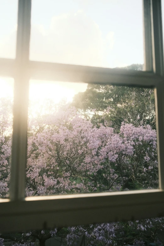 the view from inside a window looking at a flowering tree