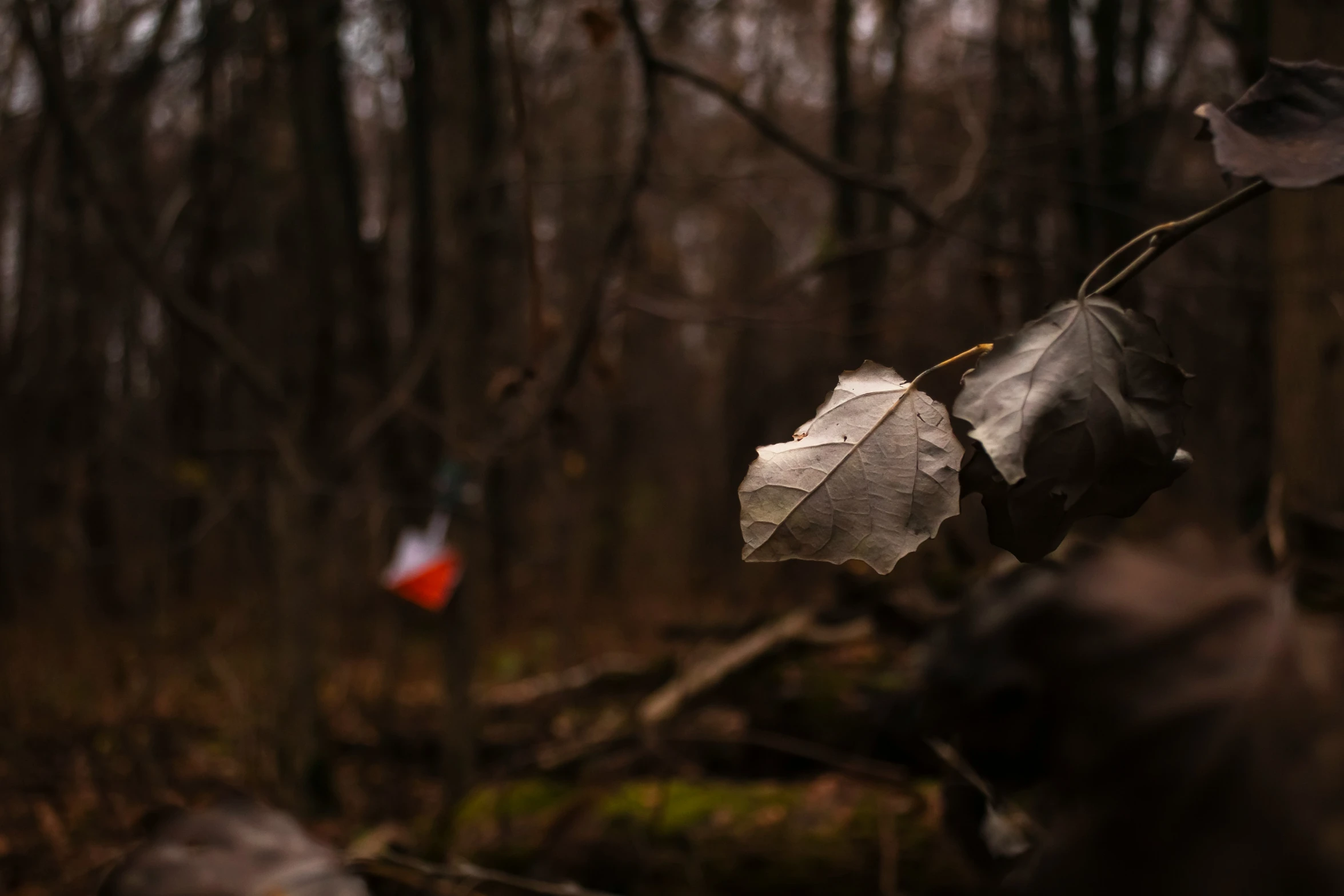 a leaf from a dead tree in the woods