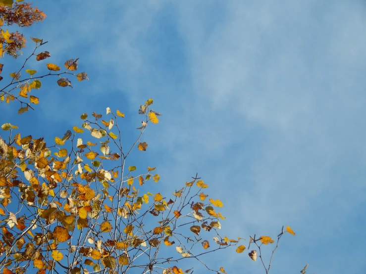 a tree with orange leaves and blue sky in the background