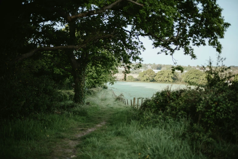 a pathway near the side of a lake under a green tree