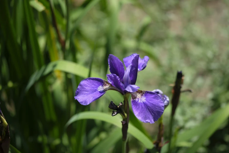 blue iris standing tall and ready to bloom in the sunlight