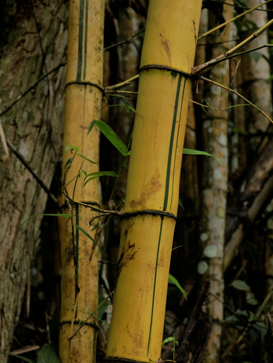 an image of a bamboo tree in the jungle