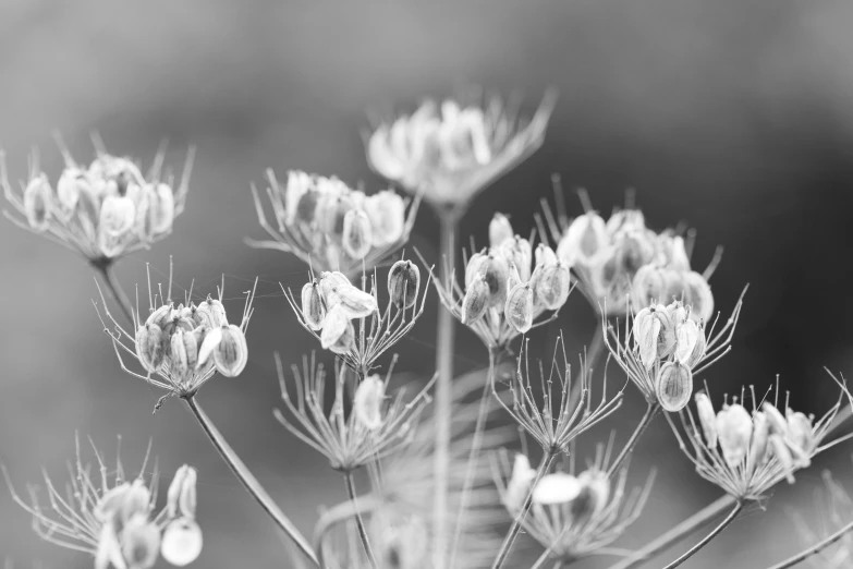 a black and white po of several flowers