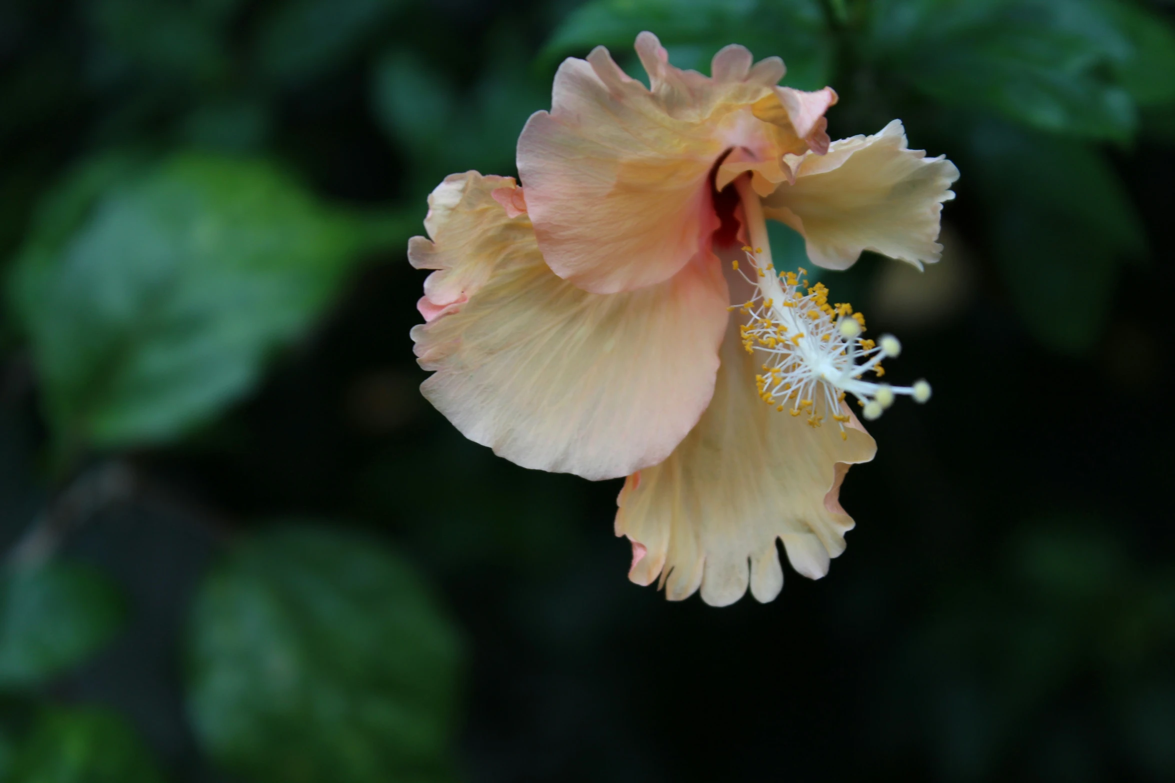 a flower is growing in the woods in a park