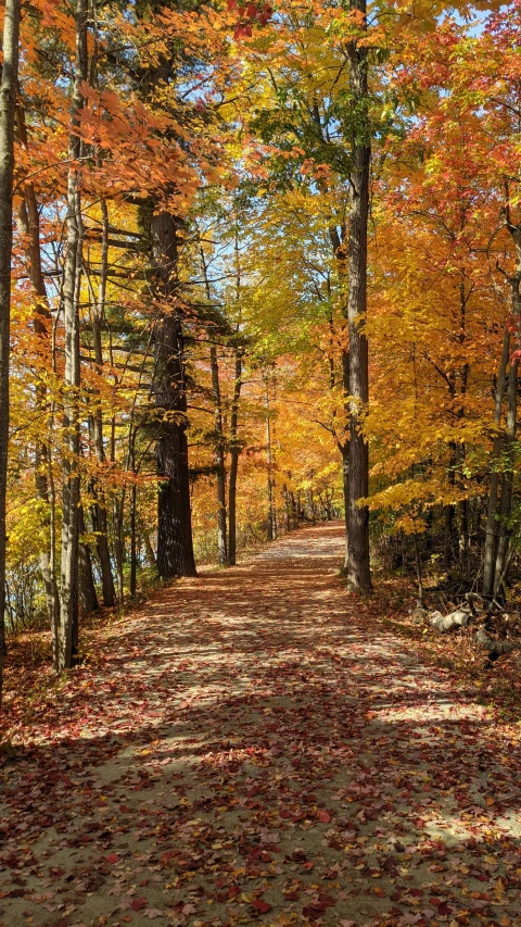 an image of the road in the fall