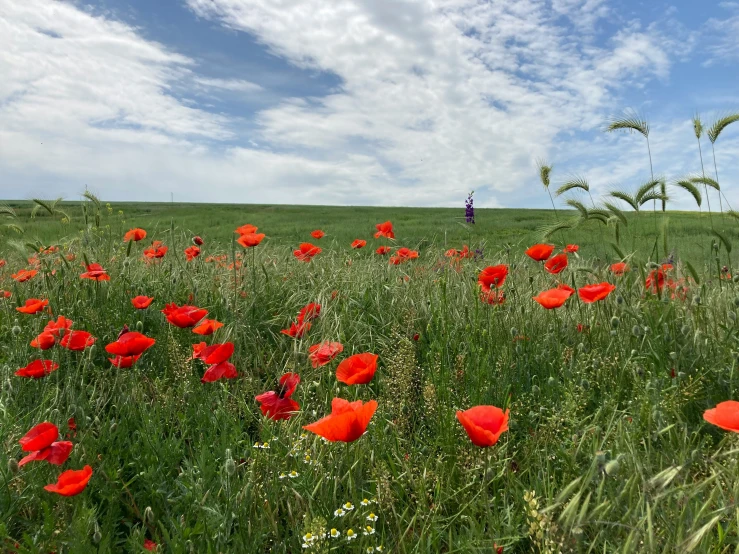 a field full of tall green grass and orange flowers