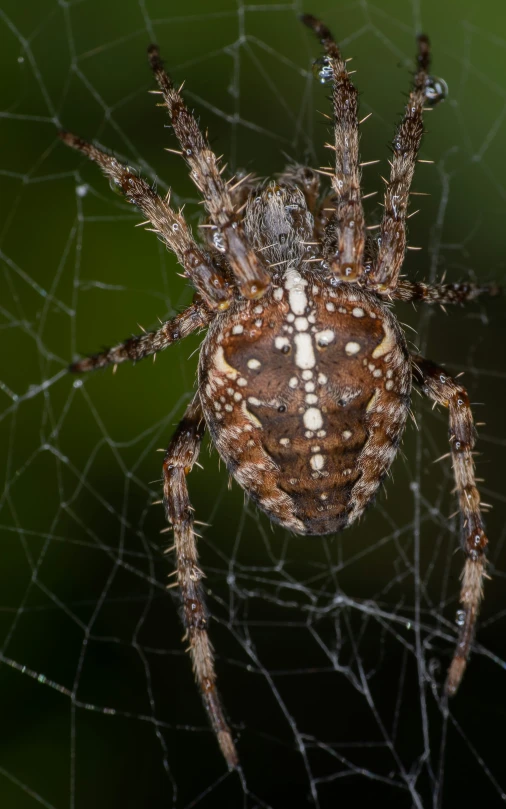 a close - up view of the back side of a brown spider with white dots