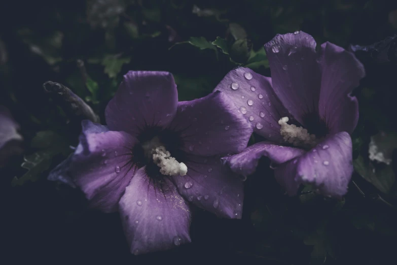 two purple flowers in the rain with water droplets