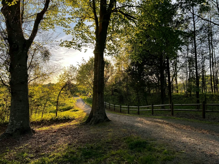 two trees are near the fence of an old country road