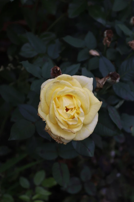 the center part of a yellow rose surrounded by leaves