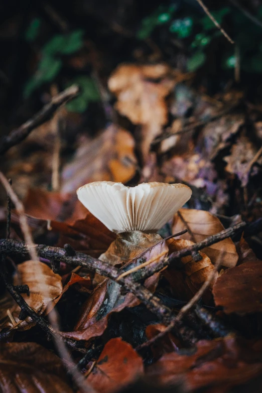a mushroom grows among the leaves on the ground