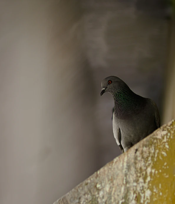 a bird sitting on top of a ledge