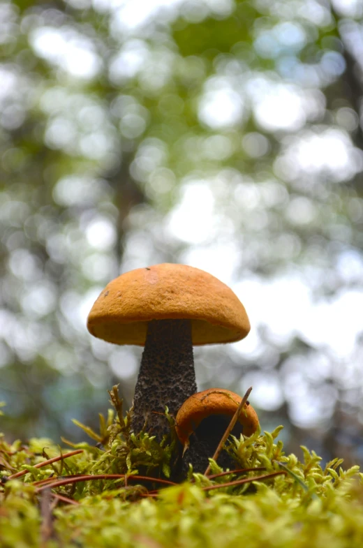 a tiny orange mushroom sitting on the ground