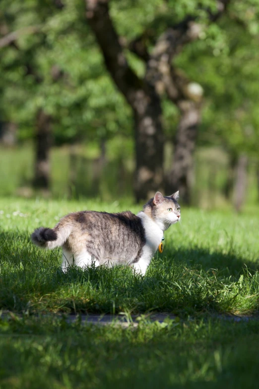 a cat is standing alone in the grass