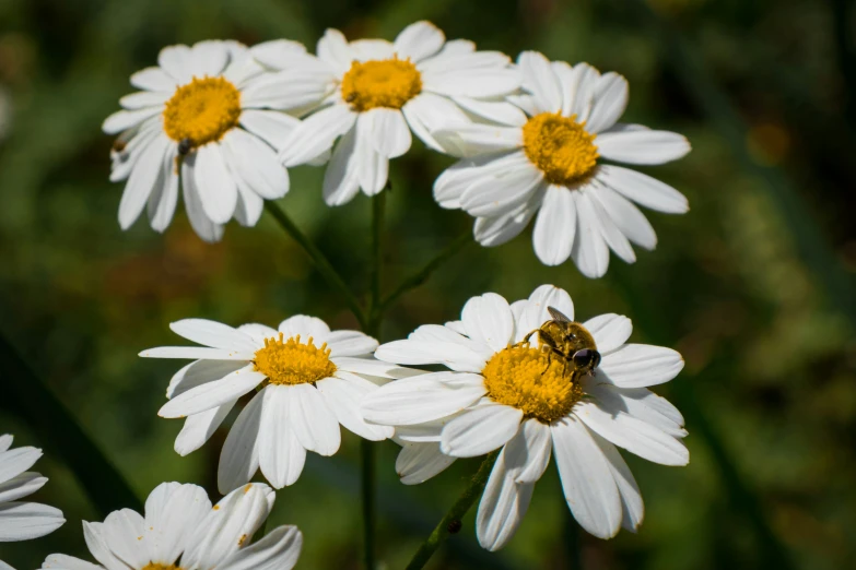 the po shows several white daisies with a bee