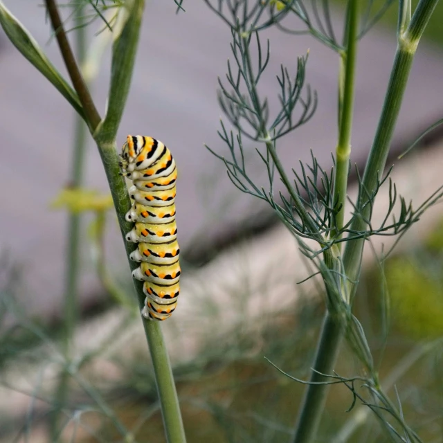 there is a caterpillar that is crawling on the plant