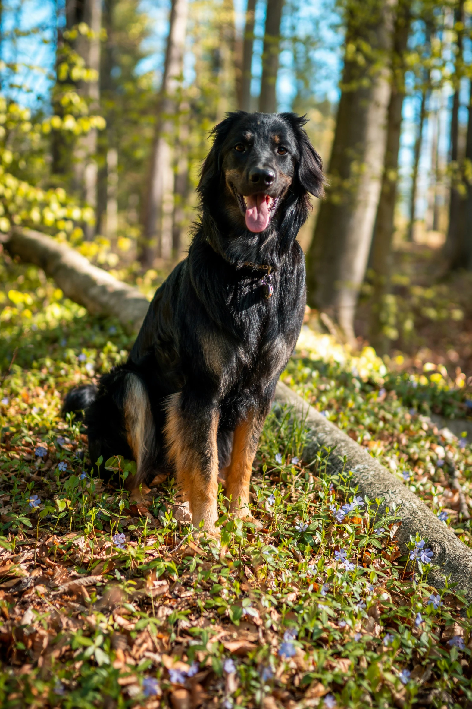 a dog sitting in the middle of a forest