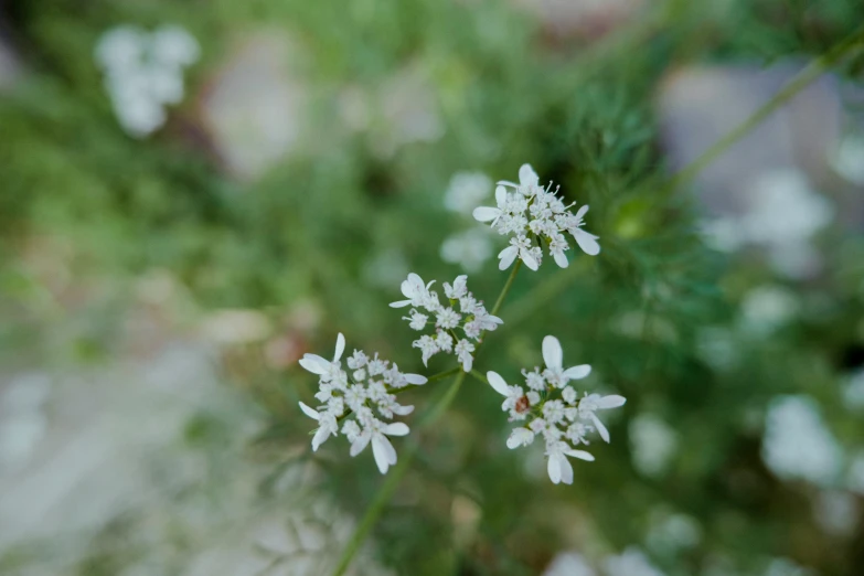 a group of tiny white flowers on top of a green field