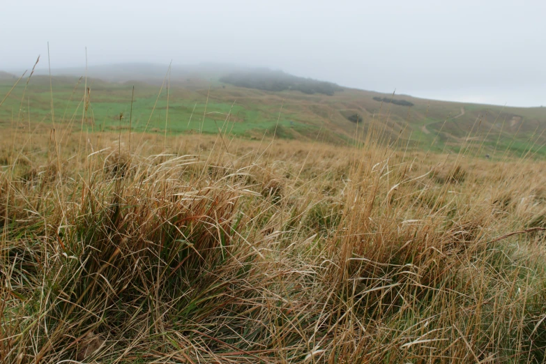 a grassy field with hills in the background