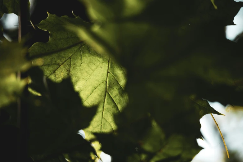 a tree with some very big pretty green leaves