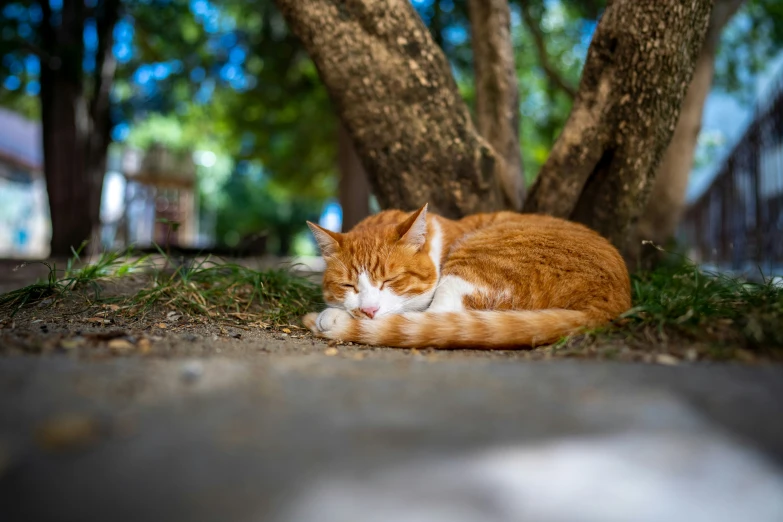 an orange and white cat sleeping on a sidewalk near a tree