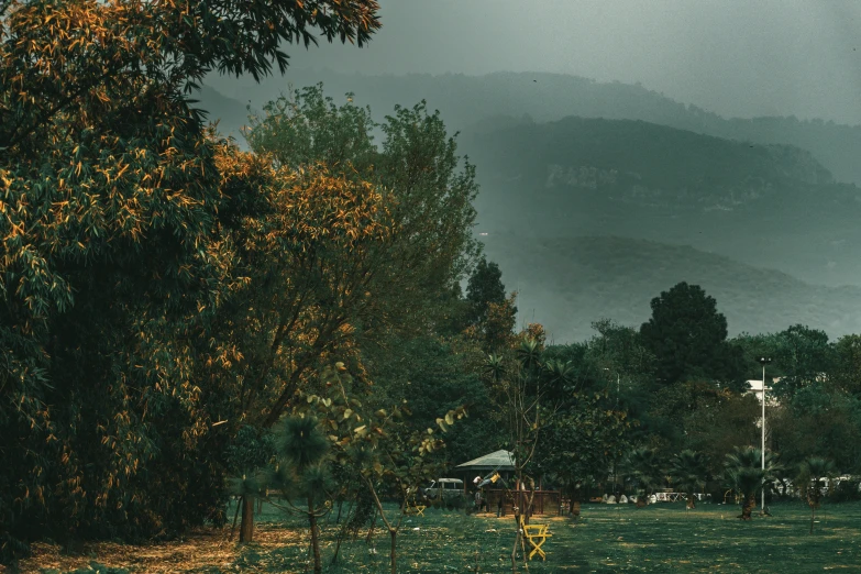 a park that has lots of trees and grass