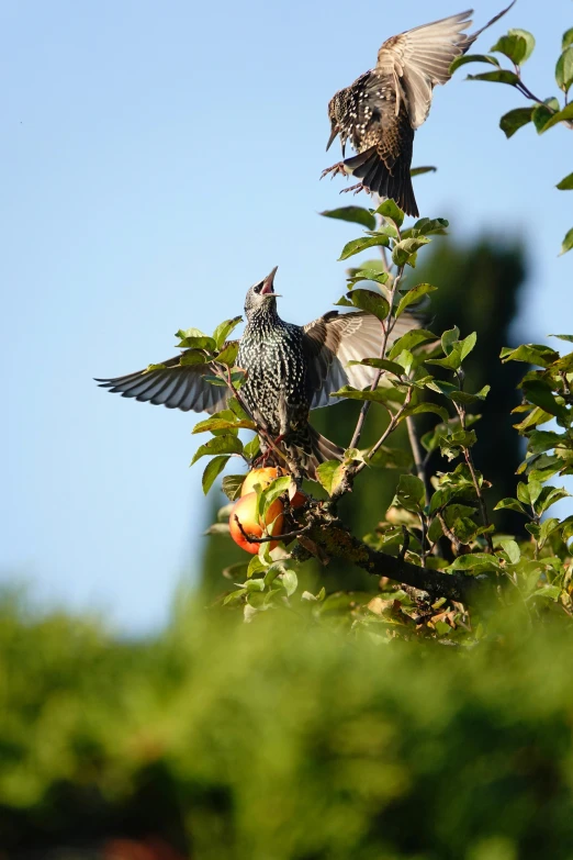 two birds sitting on top of a tree