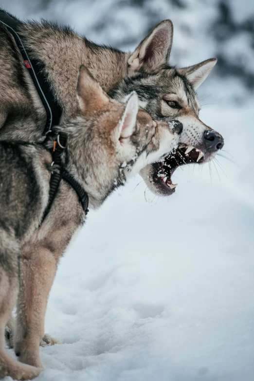 a wolf snarls with his mouth wide open