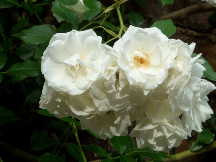 white flowers with green leaves surrounding them in the daytime