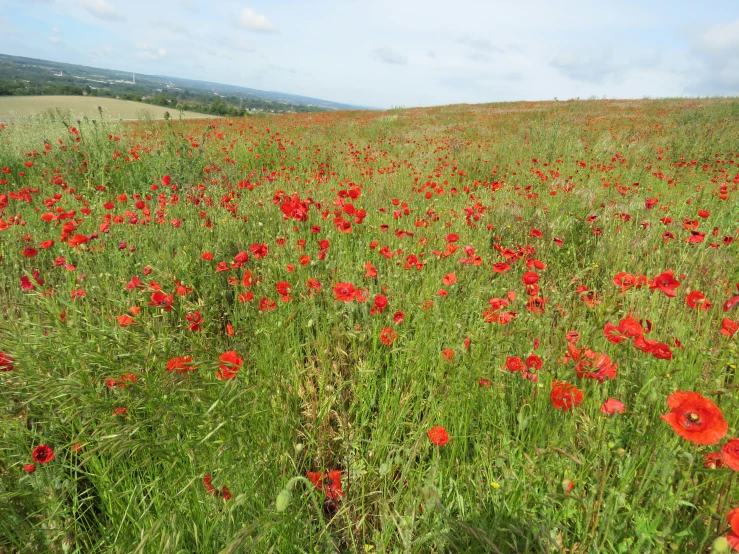 a field filled with tall grass and lots of red flowers