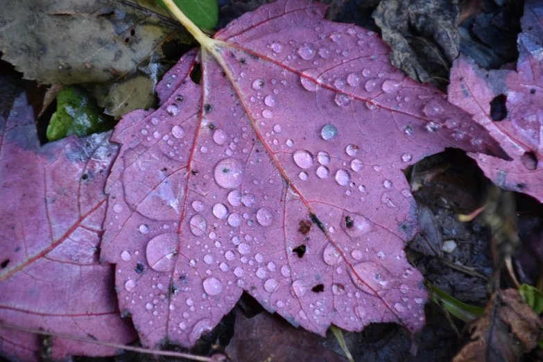 there is some water drops on a pink leaf