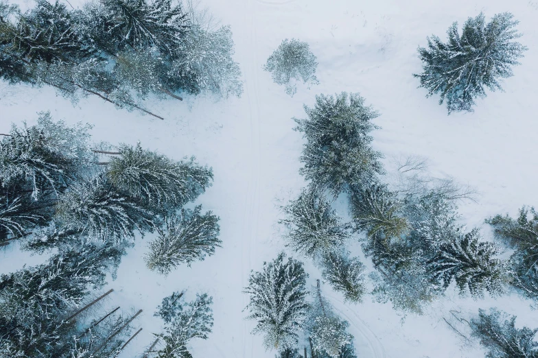 a very pretty view of a bunch of trees in the snow