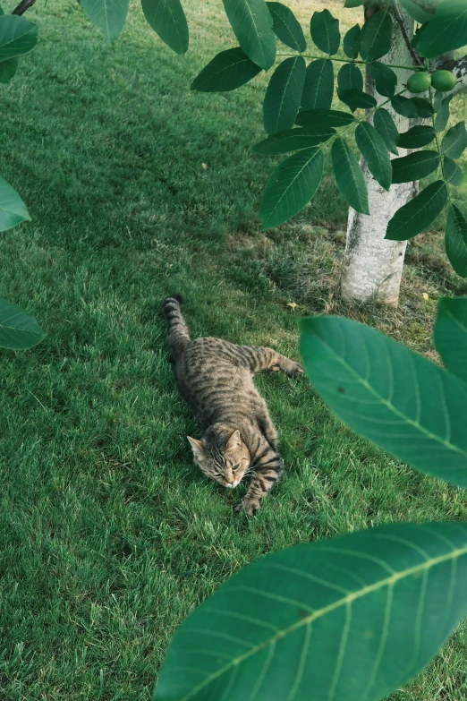 a cat in the grass near a tree