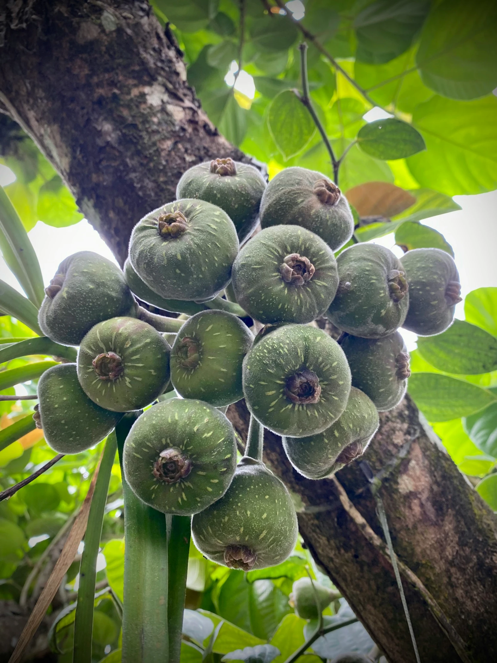 the fruit is growing on the tree by himself