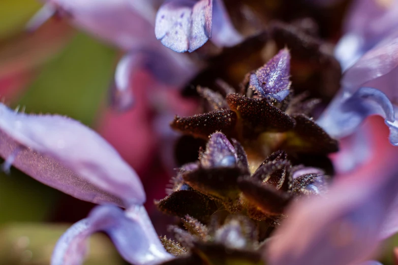 small purple flowers in the center of a blurred flower