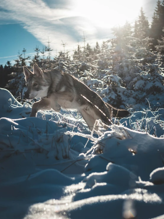 a lone wolf running through a snow covered forest